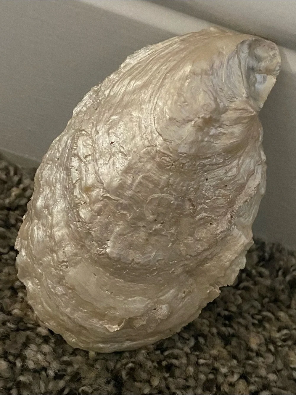 Bluebonnet Oyster Shell Jewelry Dish